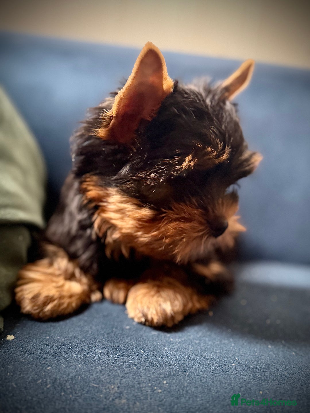 Yorkshire Terrier dogs for sale: KC registered champion blood puppies  - Image 4