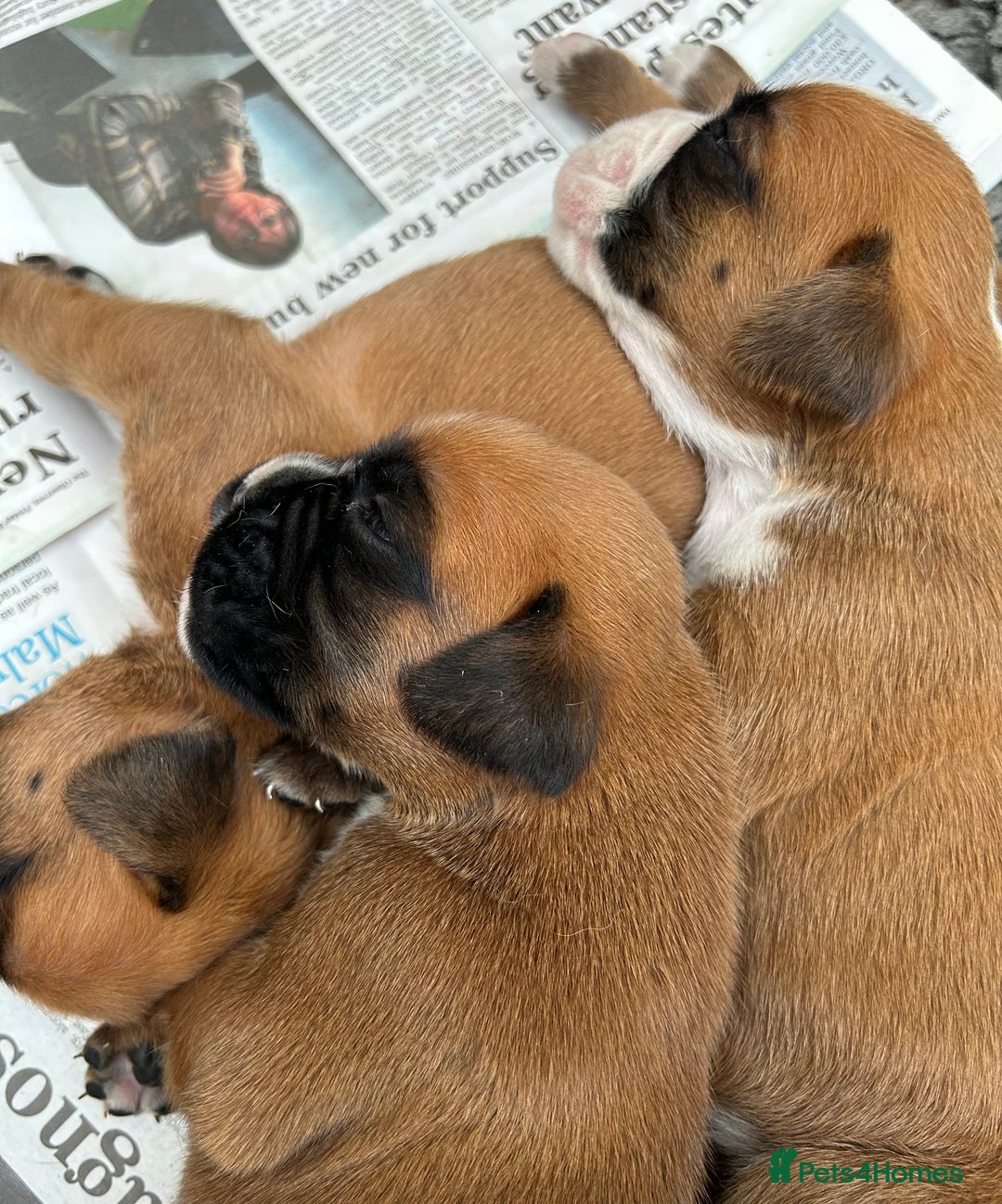Boxer dogs for sale: 5 STAR LICENSE BREDDER   22 years experience  - Image 11