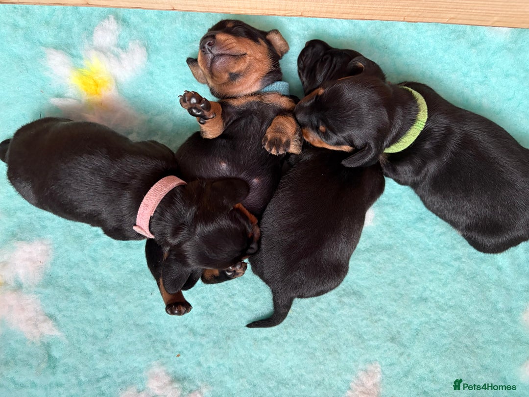 Miniature Dachshund dogs for sale: Miniature dachshund puppies 🐾 - Image 8