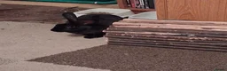 Rex rabbits for sale: Bonded pair of Mini rex ( boy is neutered)  - Advert 3