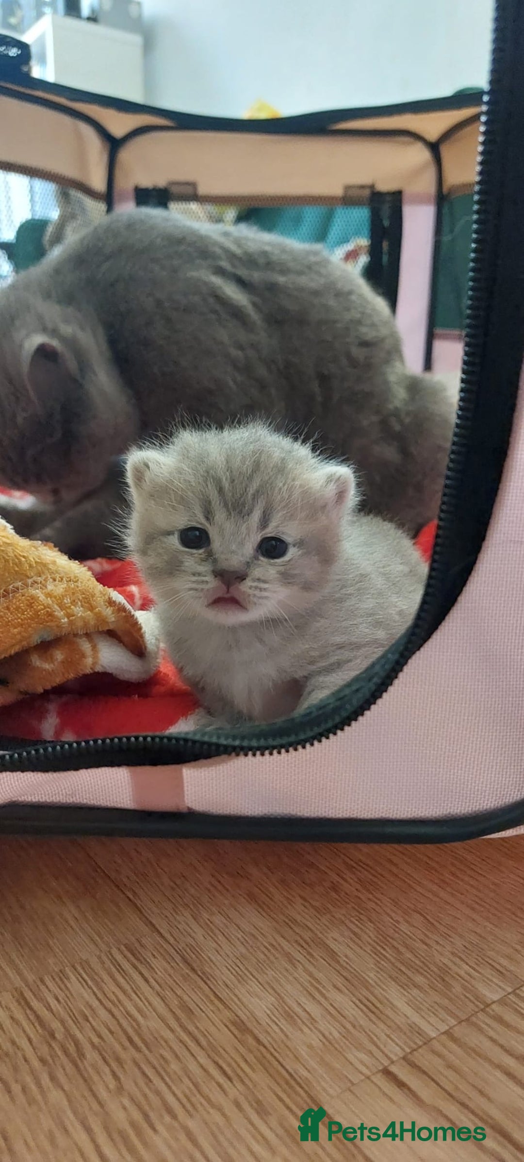 British Shorthair cats for sale: Beautiful British shorthair for sale - Advert 11