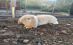 French Lop rabbits for sale: 3 Giant French Lops Bunnies 🐰🩵 - Image 3