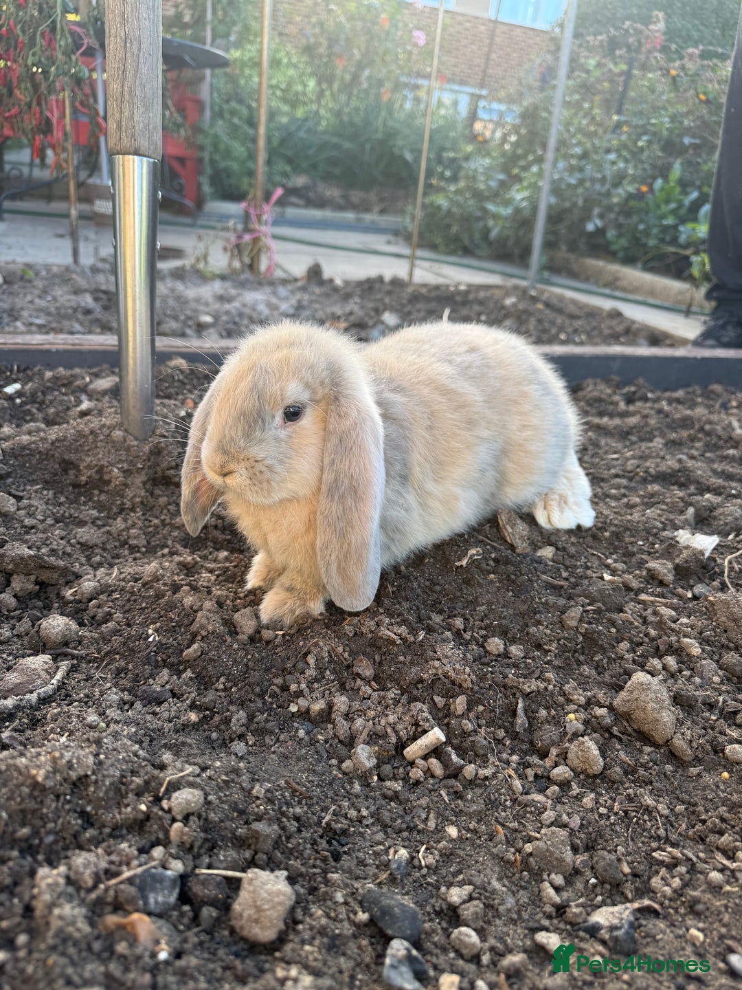French Lop rabbits for sale: 3 Giant French Lops Bunnies 🐰🩵 - Image 3