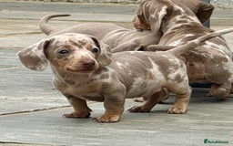 Miniature Dachshund dogs for sale: Beautiful litter of miniature dachshund puppies  - Image 19