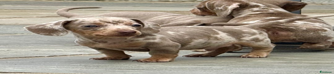 Miniature Dachshund Puppy 3