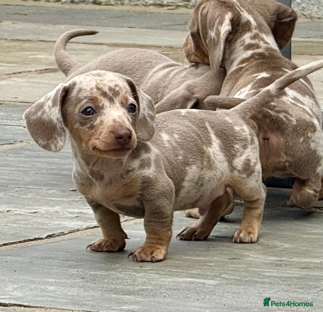 Miniature Dachshund dogs for sale: Beautiful litter of miniature dachshund puppies  - Image 19