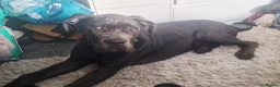 Cane Corso dogs for sale: Cane corso puppy. in London - Advert 4