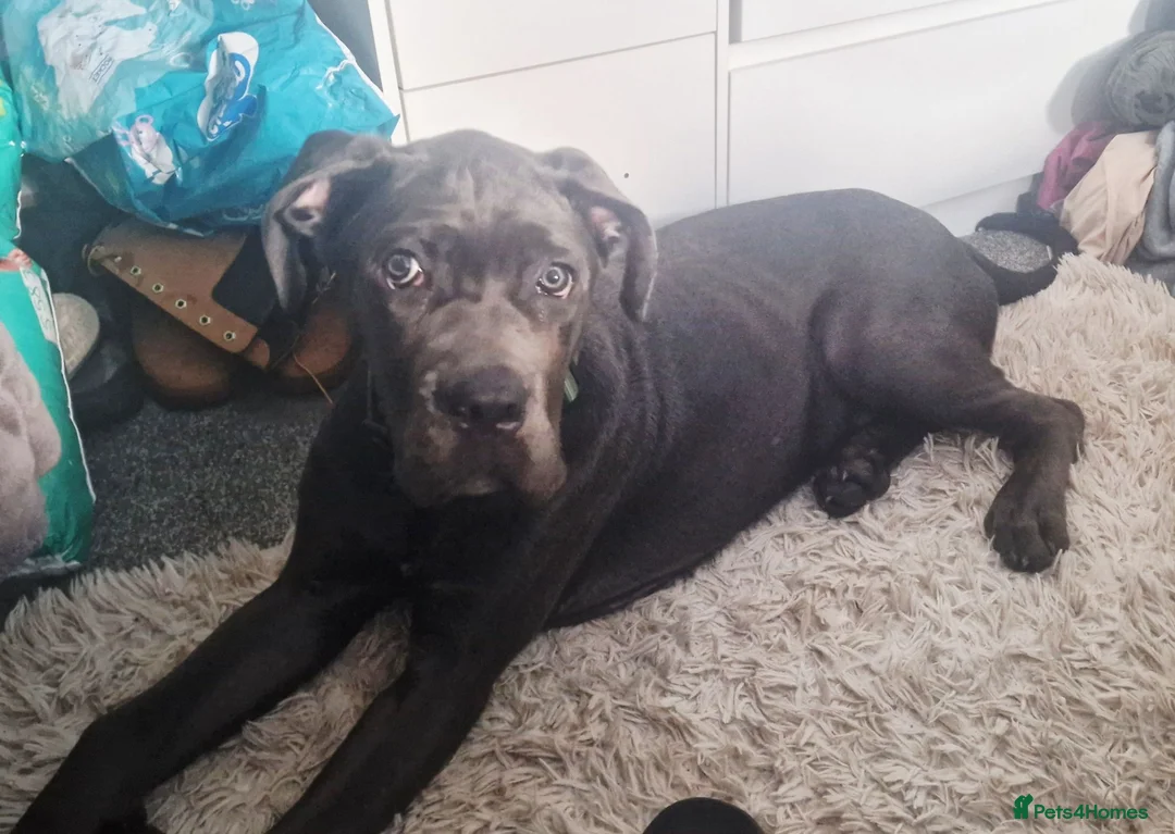 Cane Corso dogs for sale: Cane corso puppy. in London - Advert 4