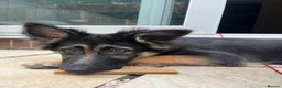 German Shepherd dogs for sale: Beautiful Smart German Shepherd Puppy - Advert 7