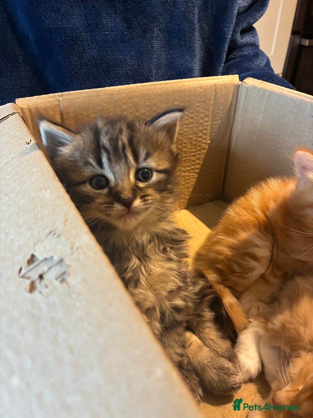 Mixed Breed cats for sale: Two female kittens  - Advert 6