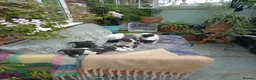 Whippet dogs for sale: K C registered whippet puppies  in Llansantffraid - Advert 5