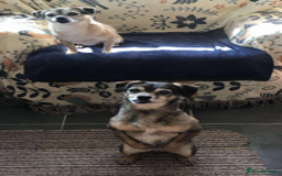 Mixed Breed dogs for adoption: Quiet little lady - Advert 5