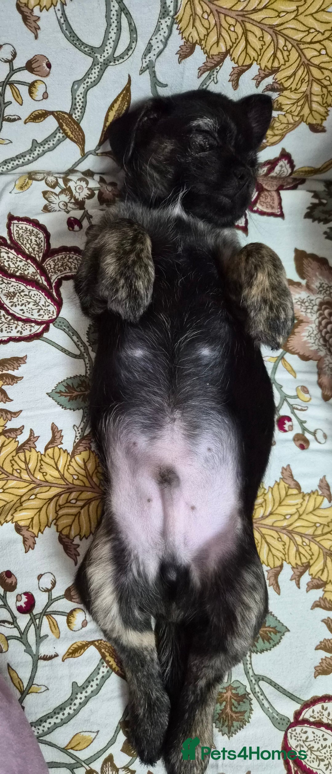 Jug dogs for sale: Little Jug puppy - Advert 3