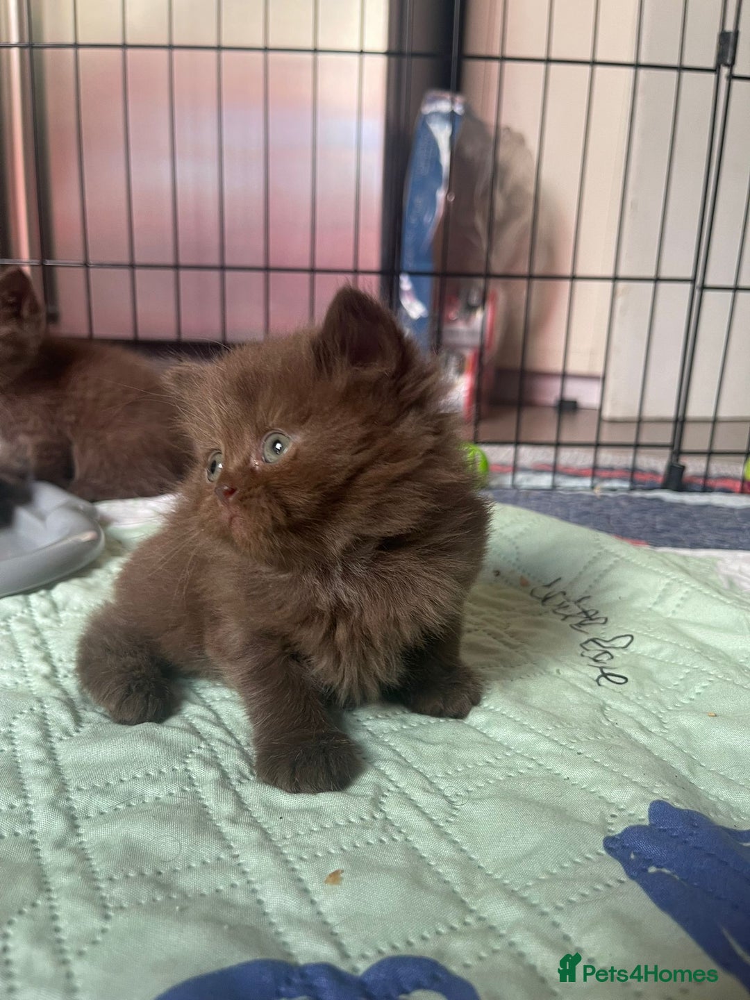British Longhair cats for sale: Purebred Chocolate British longhair  kittens  - Image 16