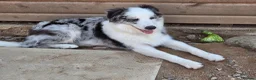 Border Collie dogs for sale: Blue merle border collie for sale  - Advert 13