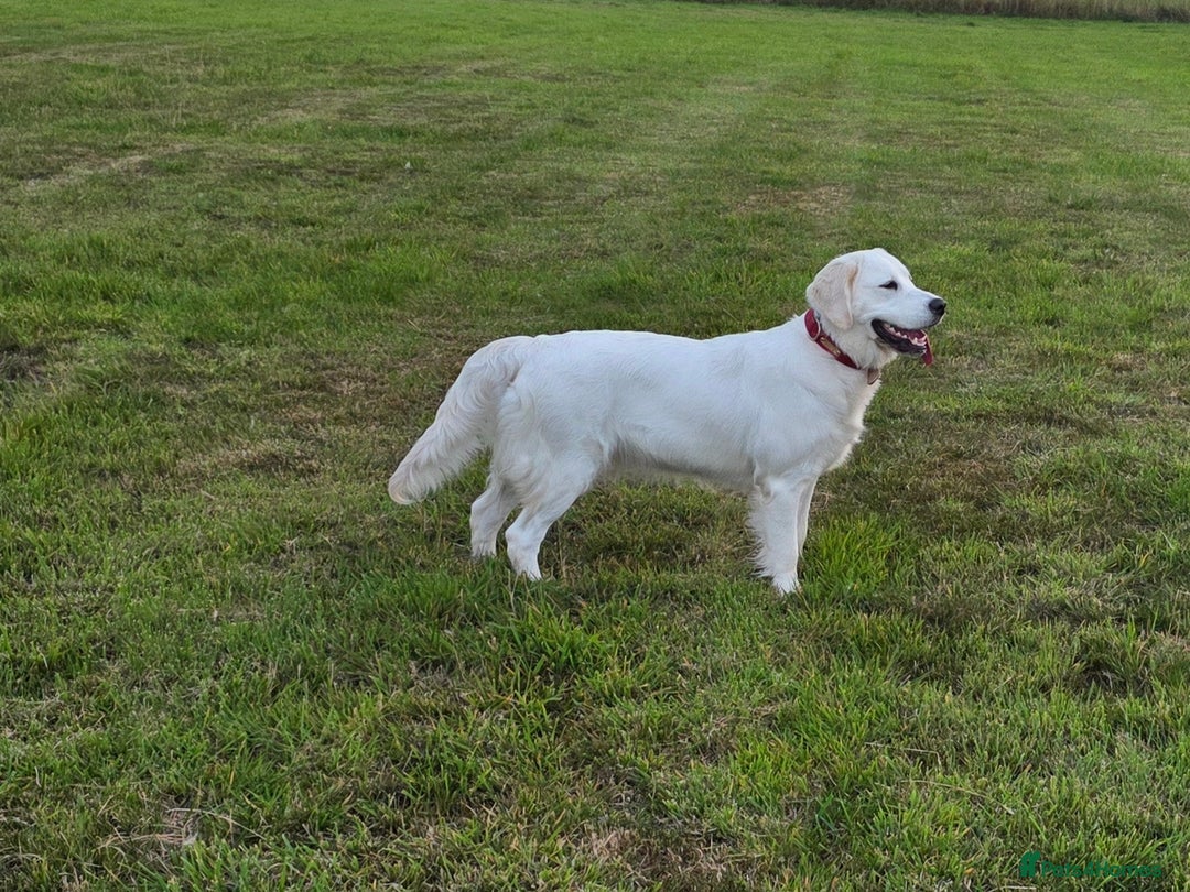 Golden Retriever dogs for sale: Beautiful Golden Retriever Boys – Ready Soon - Image 2
