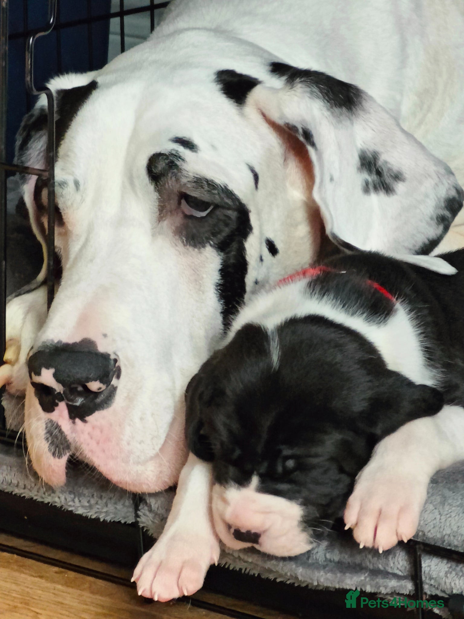 Great Dane dogs 🐾 Stunning Great Dane Puppies for Sale 🐾 - Advert 1