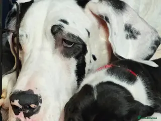 Great Dane dogs 🐾 Stunning Great Dane Puppies for Sale 🐾 - Advert 17