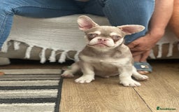 French Bulldog dogs for sale: French bulldog puppies  - Image 6