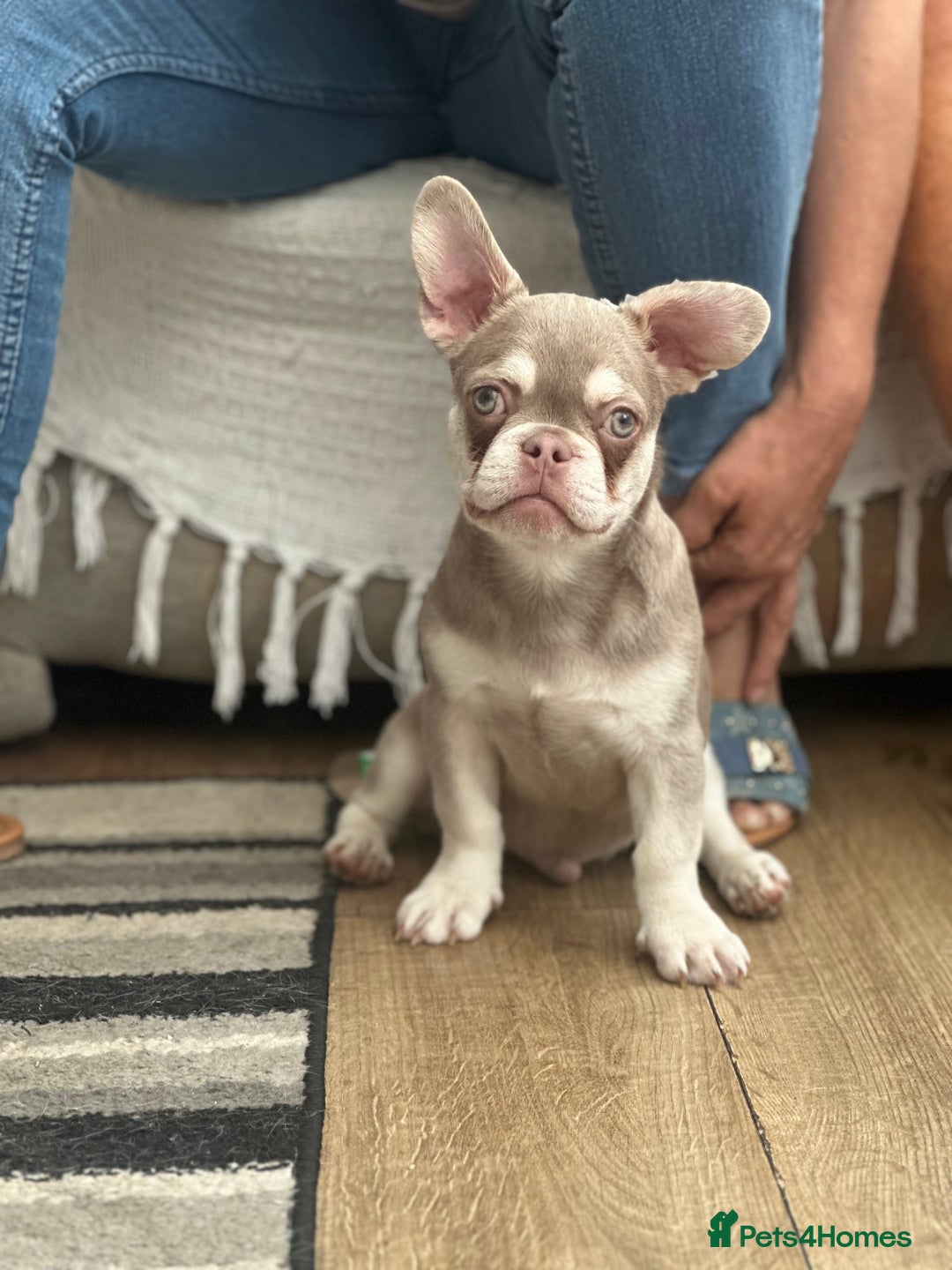 French Bulldog dogs for sale: French bulldog puppies  - Image 6