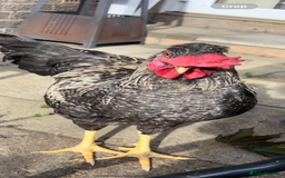 Chickens poultry for sale: Crested rock cockerel - Image 4