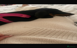 Dachshund dogs for sale: Miniature dachshund 7 month old  - Image 2
