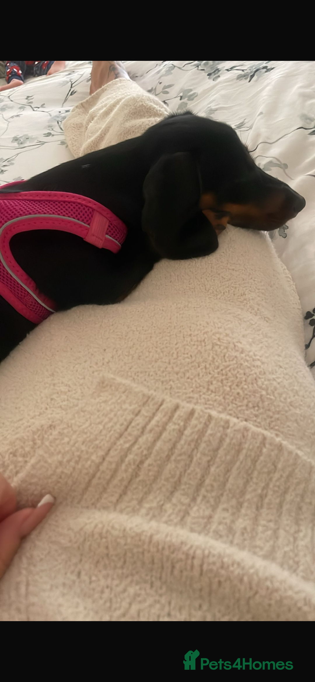 Dachshund dogs for sale: Miniature dachshund 7 month old  - Image 2