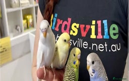 Budgerigars birds for sale: Hand reared super tame budgies chick - Image 2