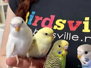 Budgerigars birds Hand reared super tame budgies chick - Advert 20