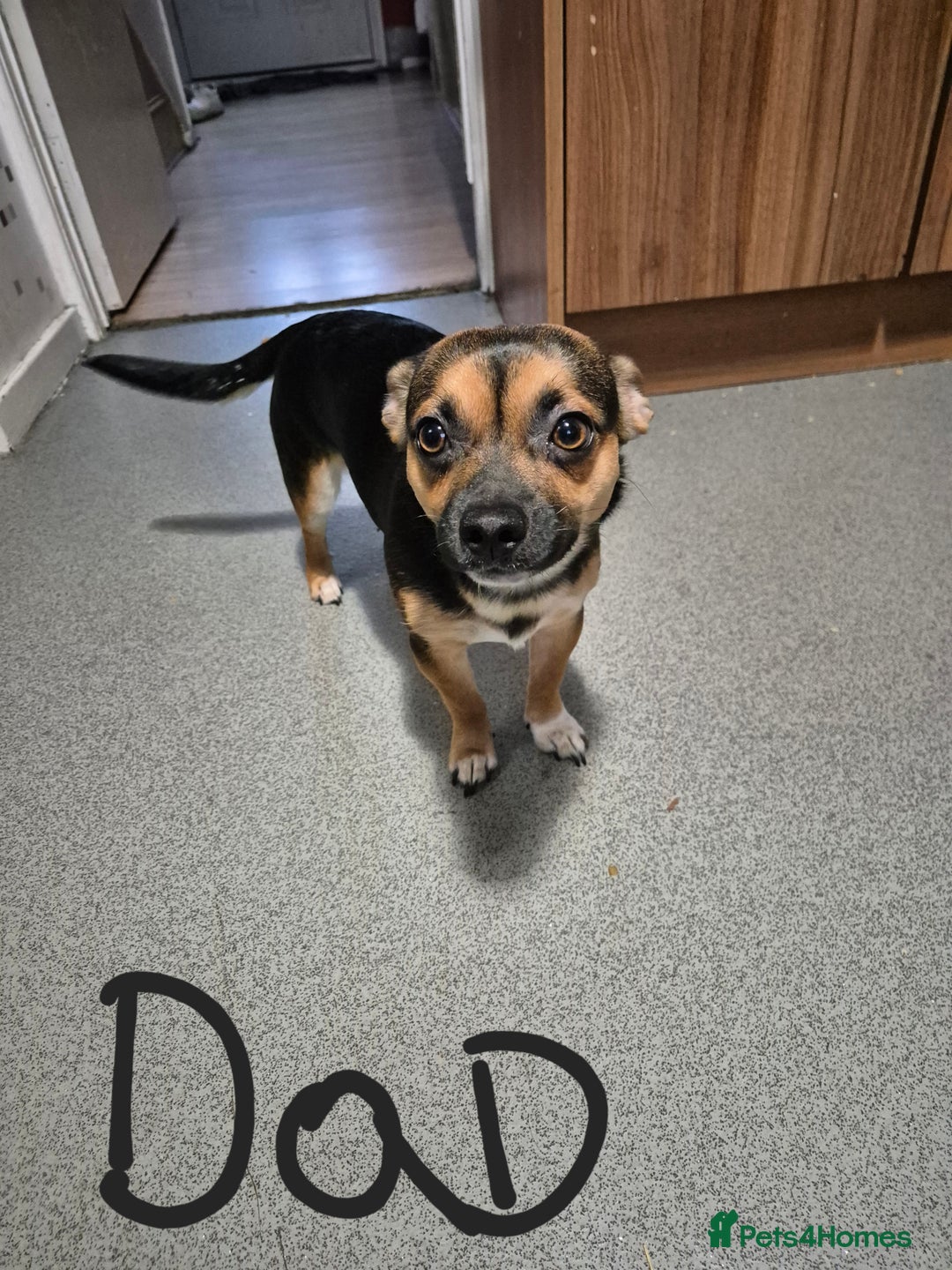 Jack Chi dogs for sale: Beautiful Jack Chi Puppies for Sale - Advert 14