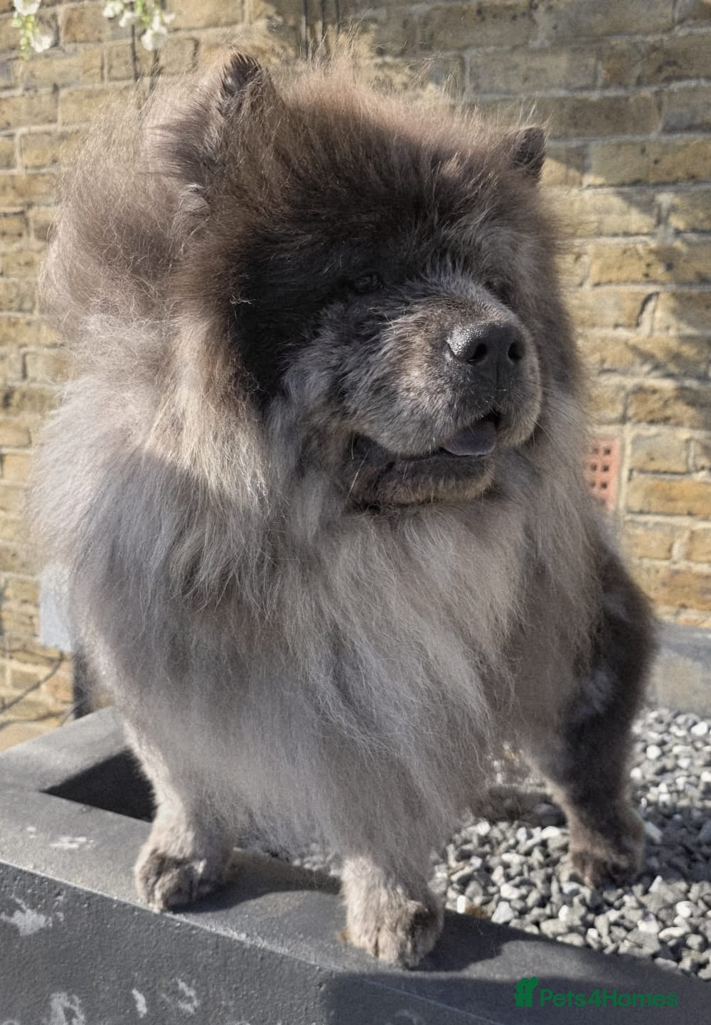 Chow Chow dogs Proven Merle Boy Stud - Advert 1