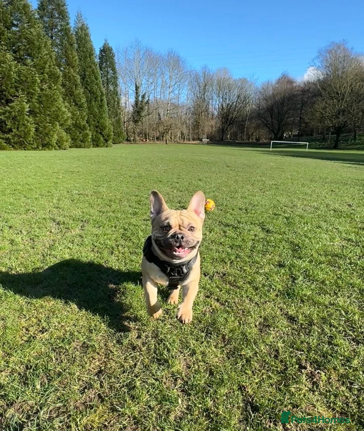 French Bulldog dogs Fawn French Bulldog Stud - Advert 17