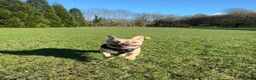 French Bulldog dogs for stud: Fawn French Bulldog Stud - Advert 1