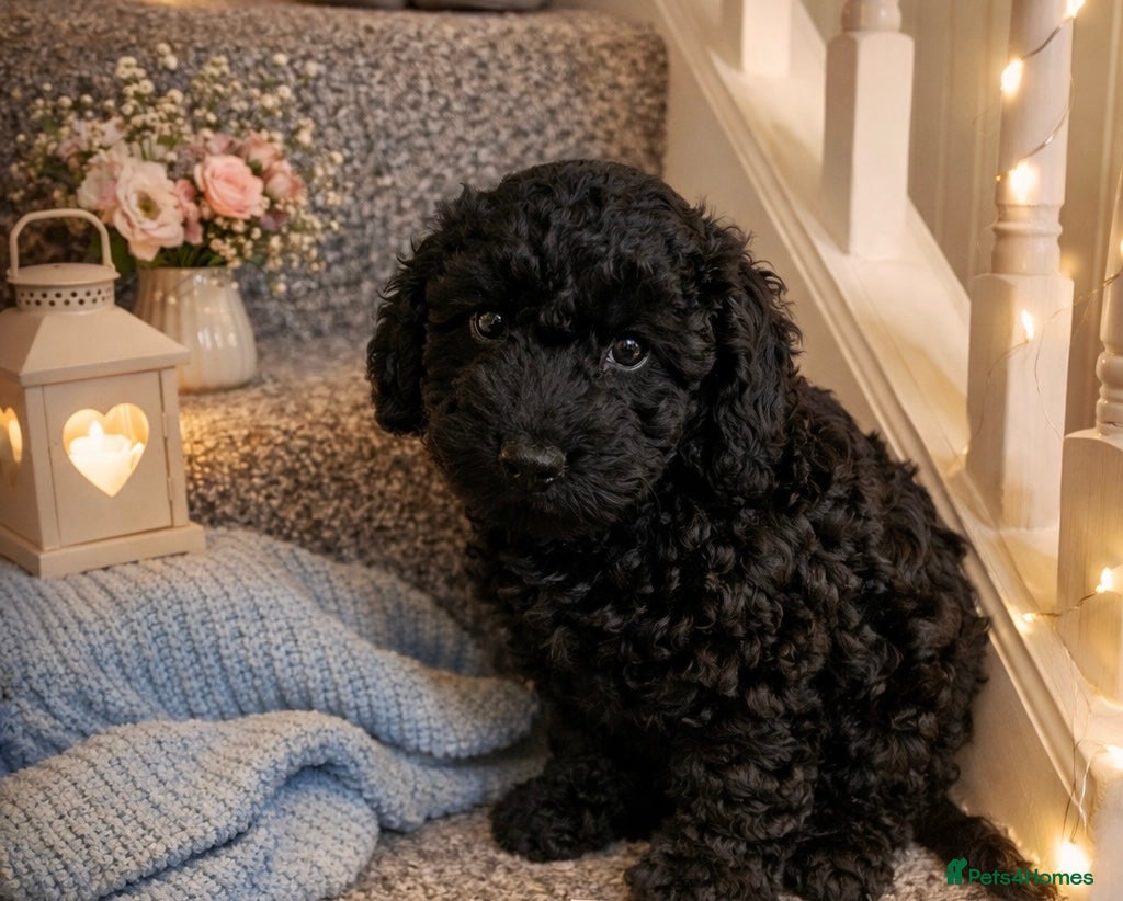 Cockapoo dogs 2 boys left Stunning cockapoo puppies  - Advert 8