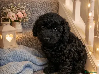 Cockapoo dogs 2 boys left Stunning cockapoo puppies - Advert 10