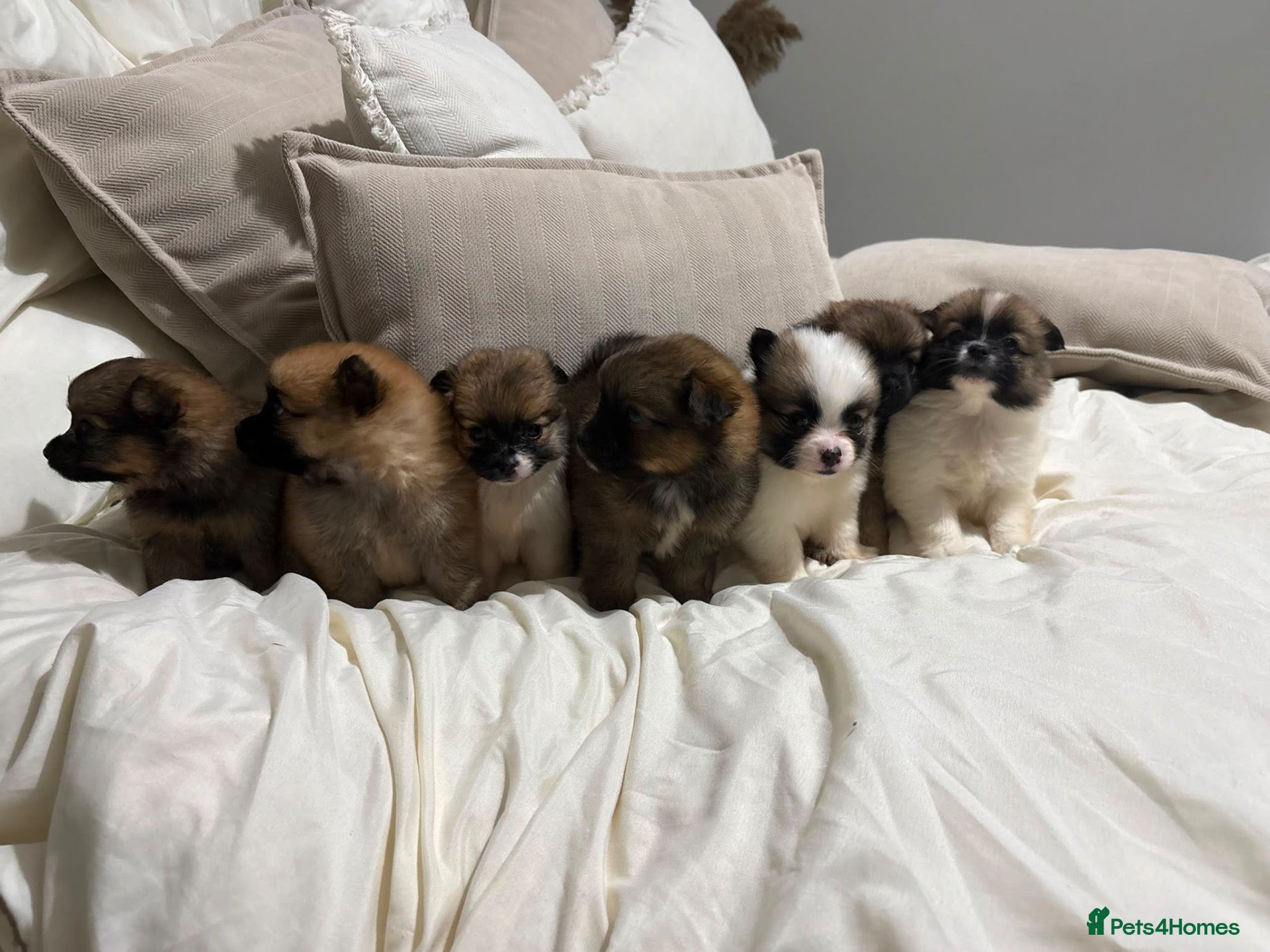 Pomeranian dogs POMERANIAN PUPPIES – BOYS & GIRLS - Advert 3