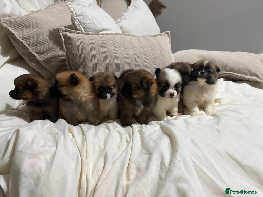 Pomeranian dogs for sale: POMERANIAN PUPPIES – BOYS & GIRLS in Stanford-le-Hope - Advert 1