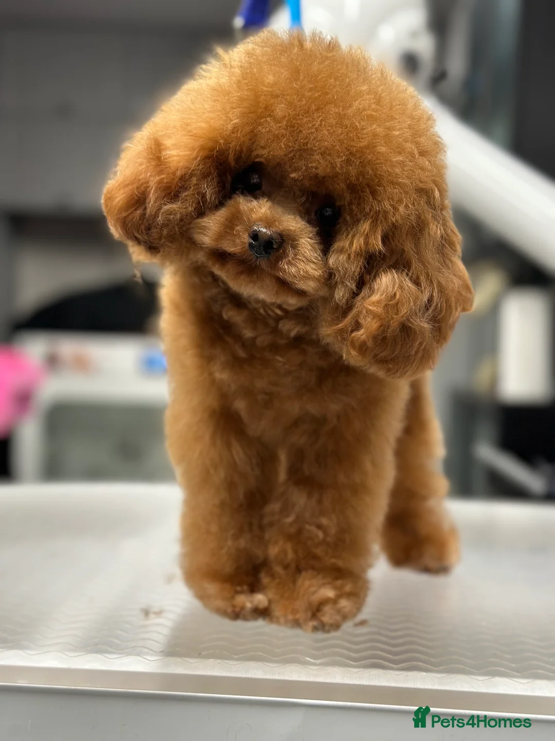 Toy Poodle dogs for stud: Stunning true to type Asian toy poodle in Lanark - Advert 2