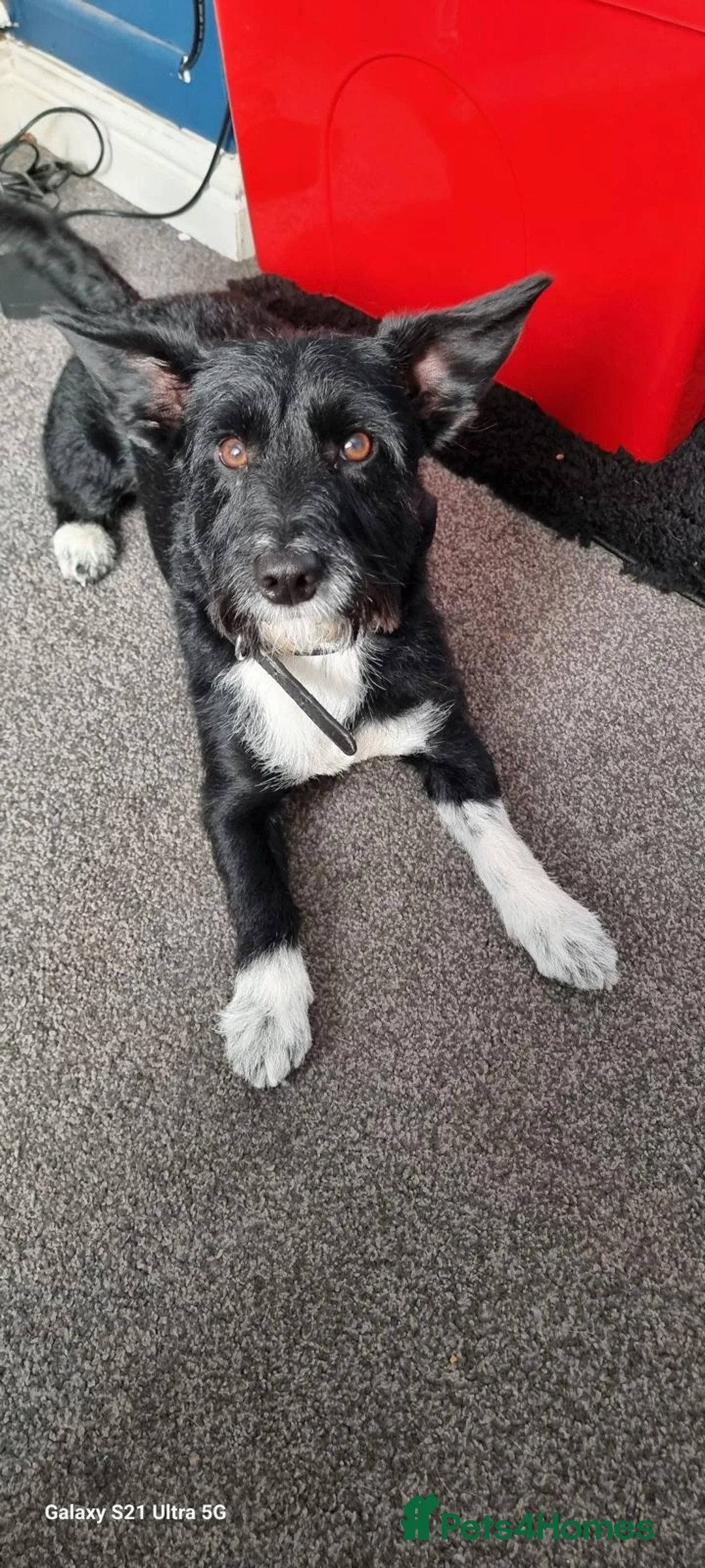 Jackapoo dogs for sale: Jackapoo in Bedlington - Advert 2