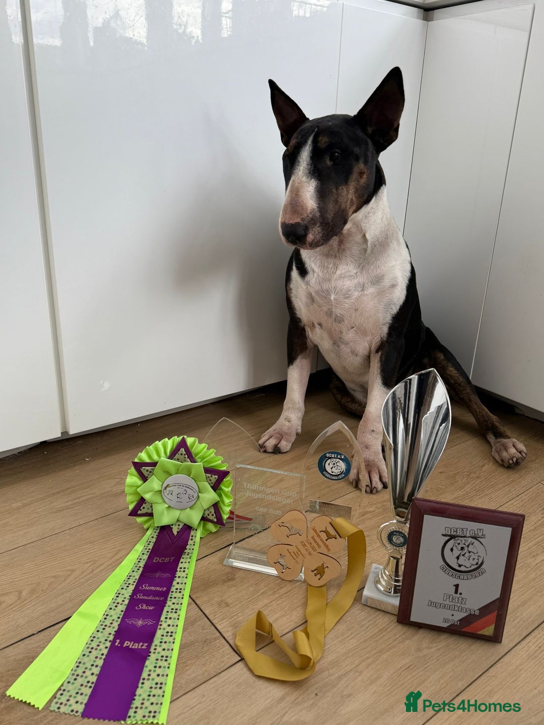 English Bull Terrier dogs for sale: Champion line EBT Puppies - Image 22