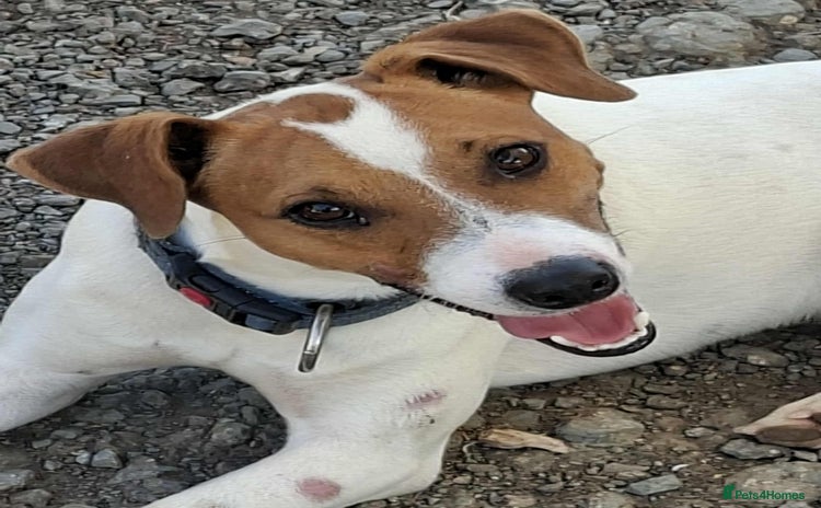 Mixed Breed dogs - Advert 1