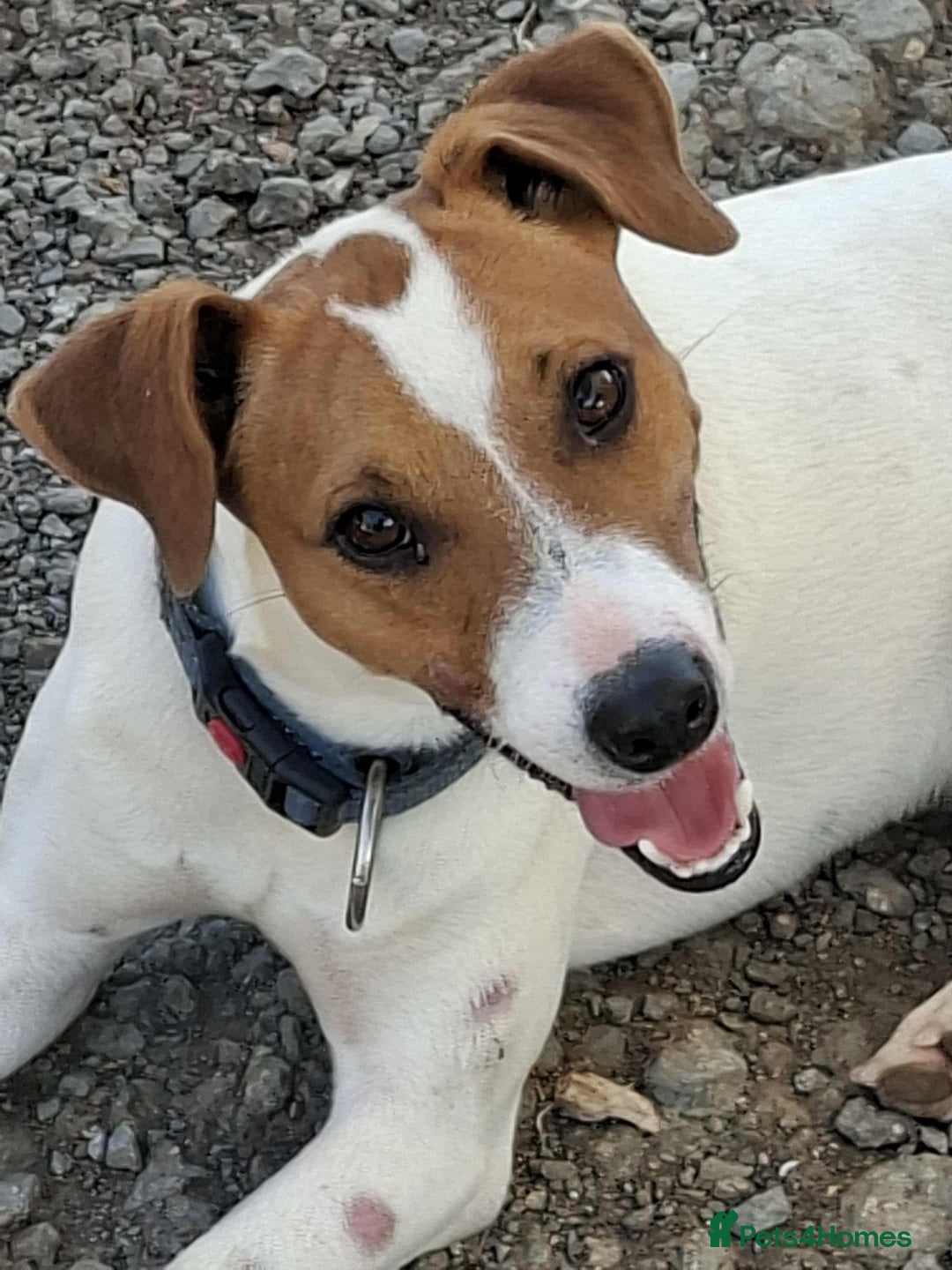 Mixed Breed dogs for adoption: Little Reggie wants to go home  - Image 1