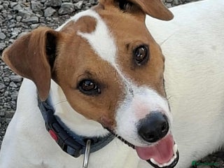 Mixed Breed dogs for adoption - Advert 1