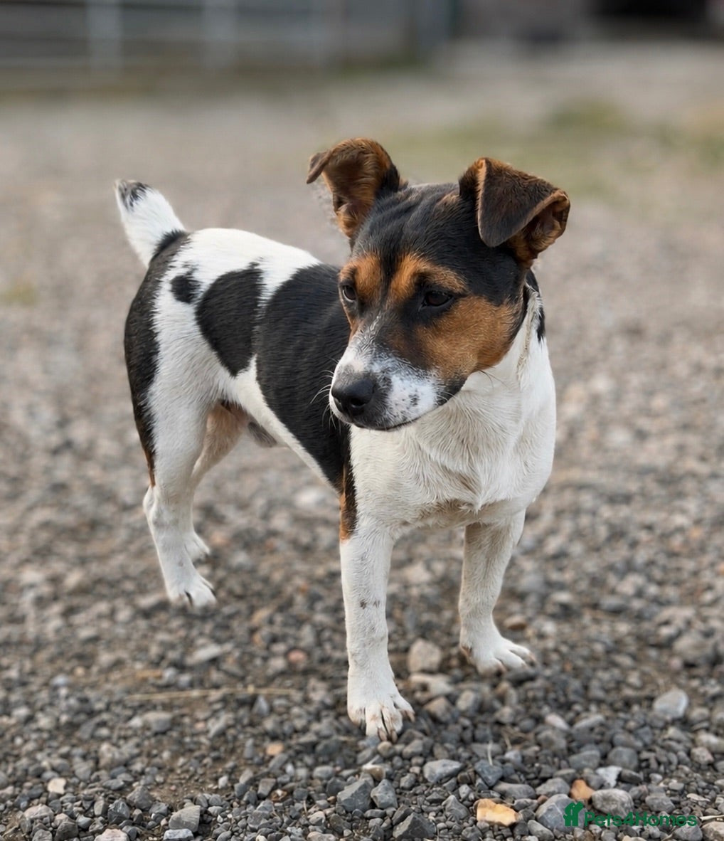 Jack Russell dogs Jack Russel Stud Dog - Advert 1