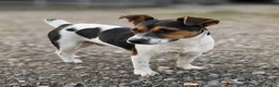 Jack Russell dogs for stud: Jack Russel Stud Dog - Advert 1
