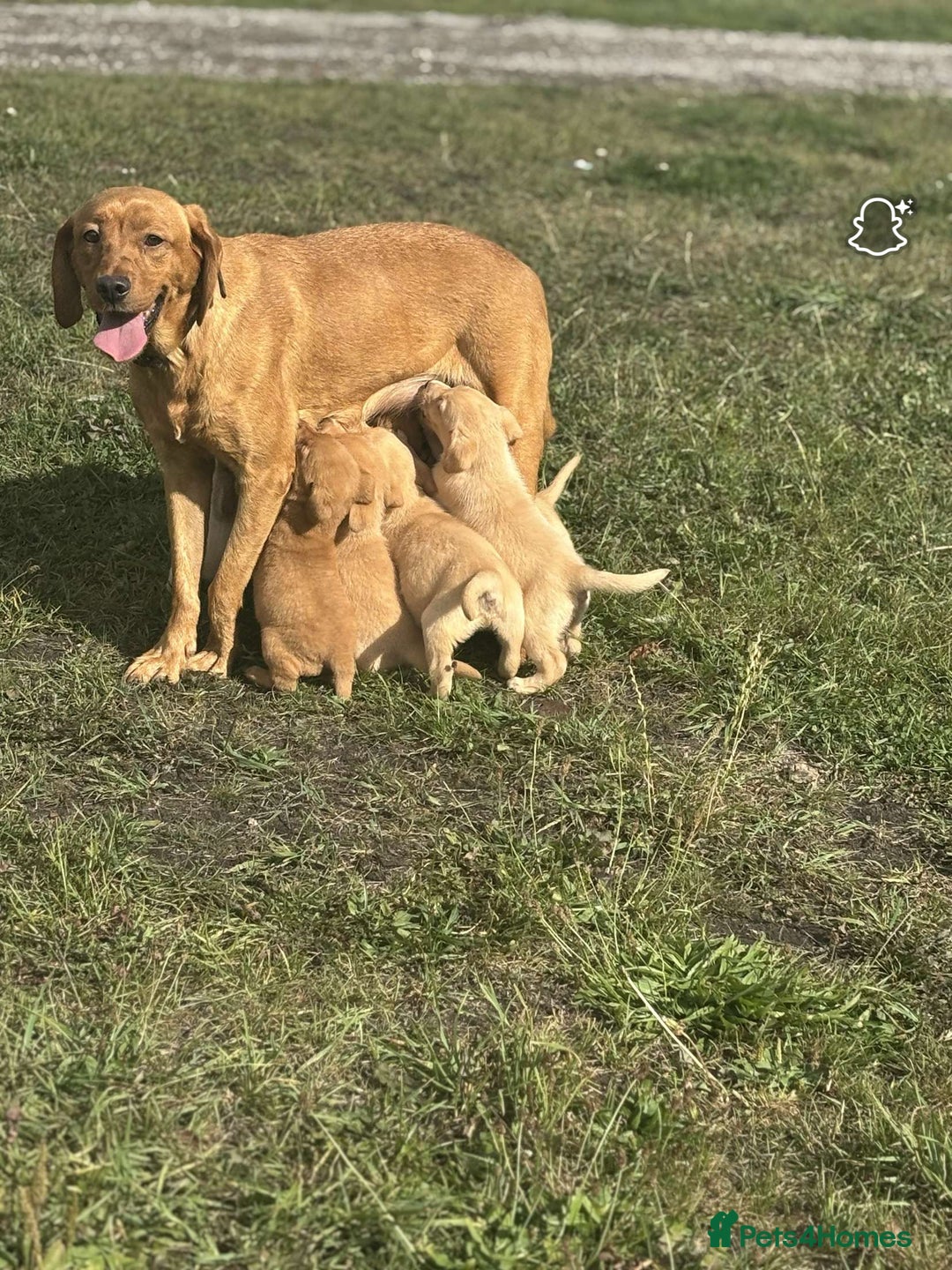 Labrador Retriever dogs for sale: Gorgeous Labrador puppies - Image 13