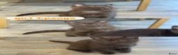 British Shorthair cats for sale: British short hair kittens - Advert 5