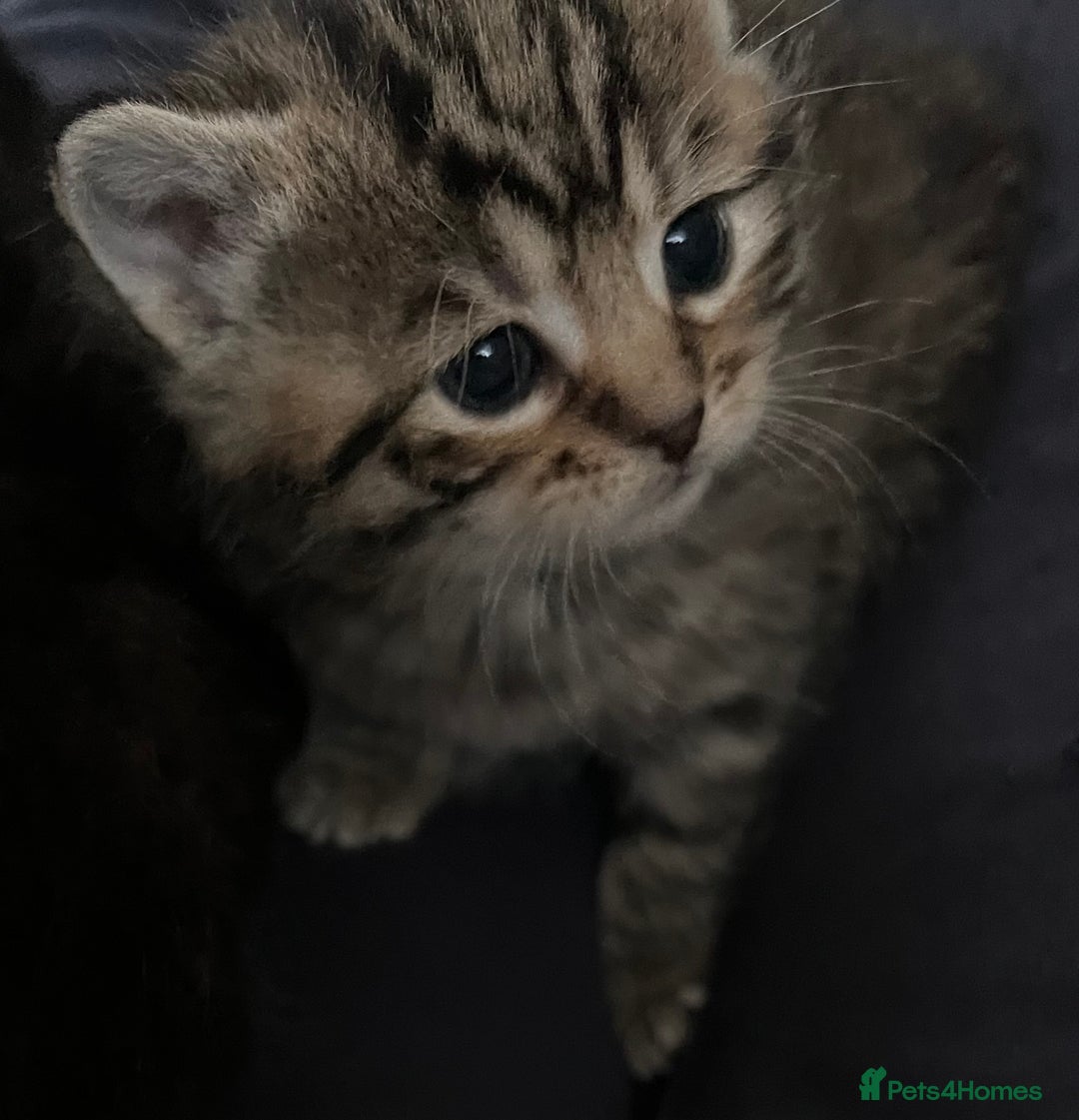 Mixed Breed cats for sale: CLEMENTINE’S CUTIES - (MUM with BENGAL)   - Advert 9