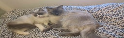 Ragdoll cats for sale: 5 beautiful kittens pure Ragdoll  - Advert 4