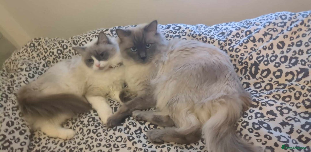 Ragdoll cats for sale: 5 beautiful kittens pure Ragdoll  - Advert 4